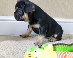 Собаки в Белореченске: Французский бульдог Девочка, Бесплатно - фото 9