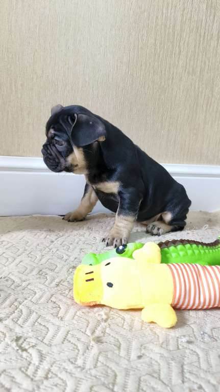 Собаки в Белореченске: Французский бульдог Девочка, Бесплатно - фото 9