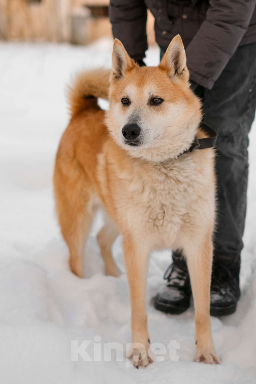 Собаки в Санкт-Петербурге: Яркий спокойный Рыжик из приюта Мальчик, Бесплатно - фото 1