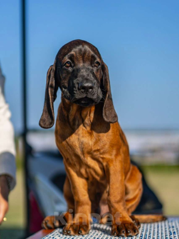 Собаки в Москве: Баварская горная гончая Мальчик, 100 000 руб. - фото 2