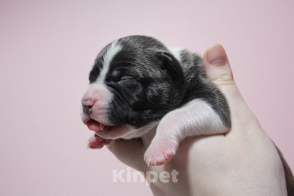 Собаки в Москве: Мальчики амстафф черного с белым окраса Мальчик, 80 000 руб. - фото 6