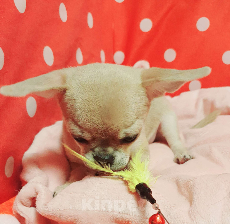 Собаки в Москве: Щенки чихуахуа Девочка, 30 000 руб. - фото 4