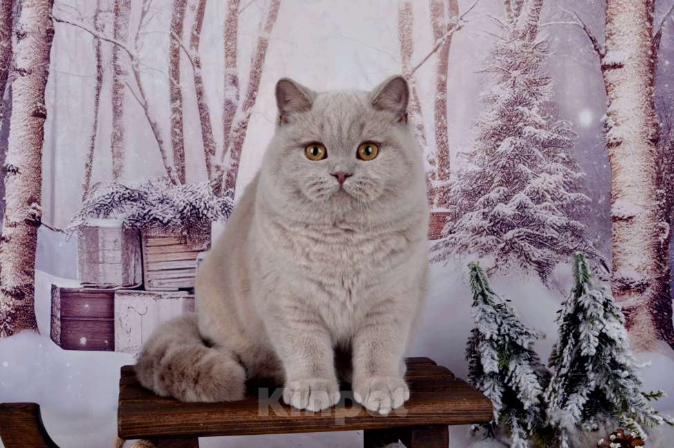 Кошки в Санкт-Петербурге: Британская кошечка черепахового окраса Девочка, 45 000 руб. - фото 3