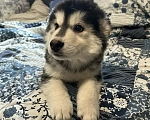 Собаки в Москве: Продам щенков девочку и мальчика Мальчик, Бесплатно - фото 1