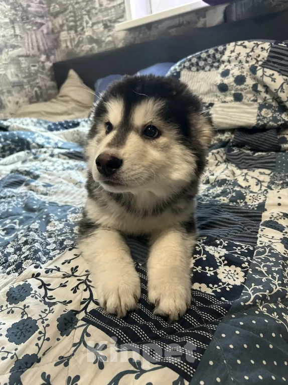 Собаки в Москве: Продам щенков девочку и мальчика Мальчик, Бесплатно - фото 1