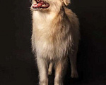 Собаки в Москве: Небольшой ласковый и добрый песик Зефир в добрые руки Мальчик, Бесплатно - фото 2
