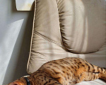 Кошки в Москве: Бенгальский молодой кот!привит есть паспорт, 3 000 руб. - фото 4