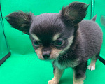 Собаки в Москве: Щенок чихуахуа, мальчик, длиношерстный.  Мальчик, 70 000 руб. - фото 2