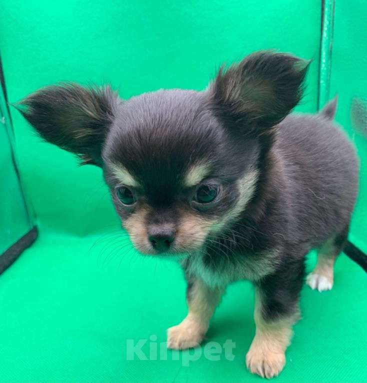 Собаки в Москве: Щенок чихуахуа, мальчик, длиношерстный.  Мальчик, 70 000 руб. - фото 2