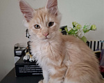 Кошки в Москве: Кремовый куненок Мальчик, 20 000 руб. - фото 1