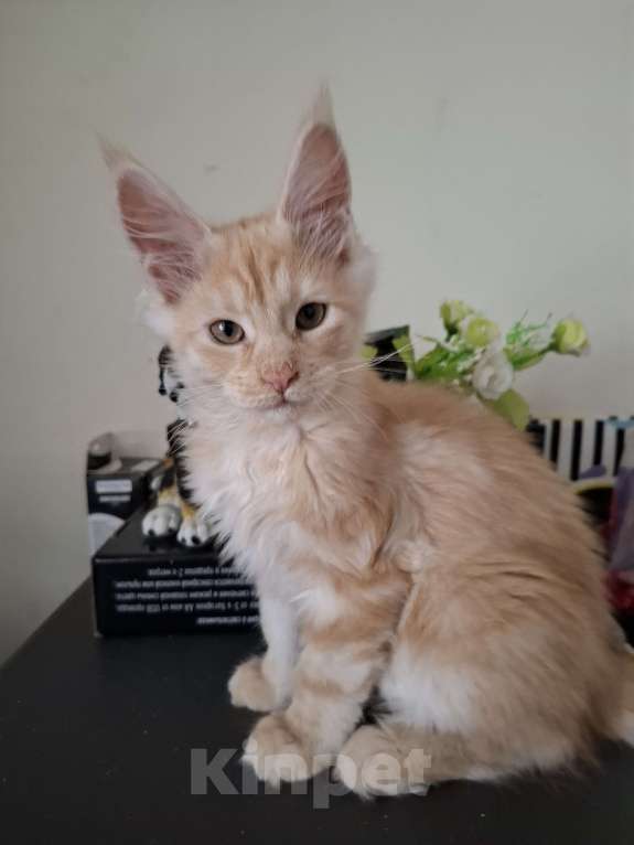 Кошки в Москве: Кремовый куненок Мальчик, 20 000 руб. - фото 1