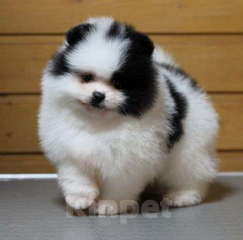 Собаки в Москве: Померанский шпиц. Очень красивый бело-черный мальчик. Мальчик, Бесплатно - фото 4