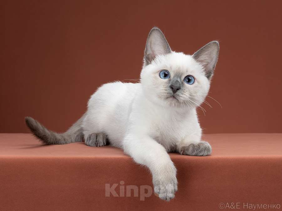 Кошки в Москве: ✨Тайский котёнок блю-пойнт, 3,5 месяца ✨ Мальчик, 70 000 руб. - фото 1