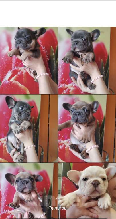 Собаки в Уссурийске: Готовы к продаже щенки французский бульдог Мальчик, 45 000 руб. - фото 1