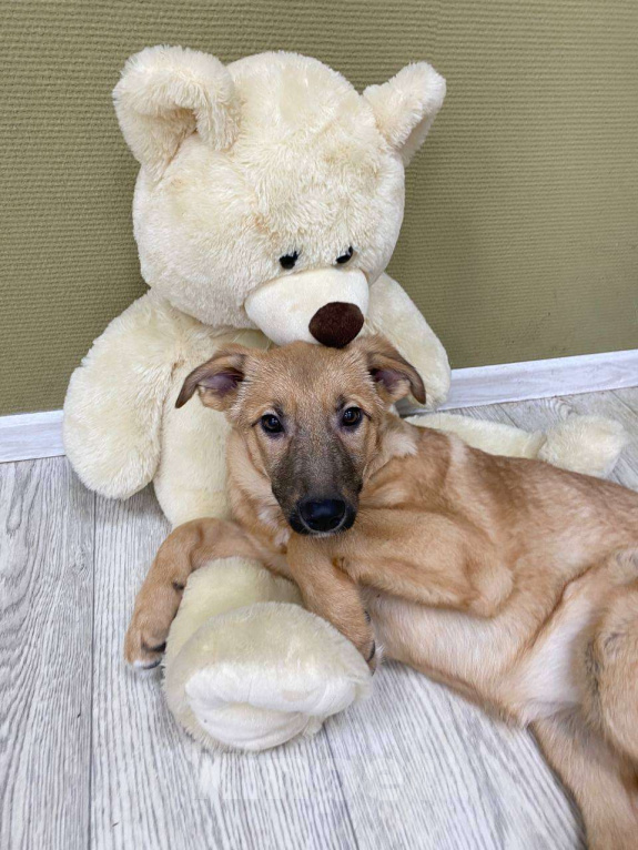 Собаки в Москве: Щенки бесплатно в Москве Девочка, Бесплатно - фото 5