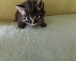 Кошки в Москве: Котенок в дар Девочка, 100 руб. - фото 1