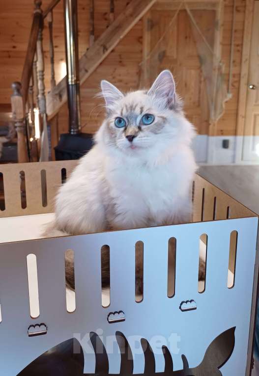 Кошки в других городах Московской области: Офелия, игривая малышка Девочка, 45 000 руб. - фото 2