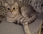 Кошки в Ростове-на-Дону: Шотландские прямоухие котята Девочка, 7 000 руб. - фото 4