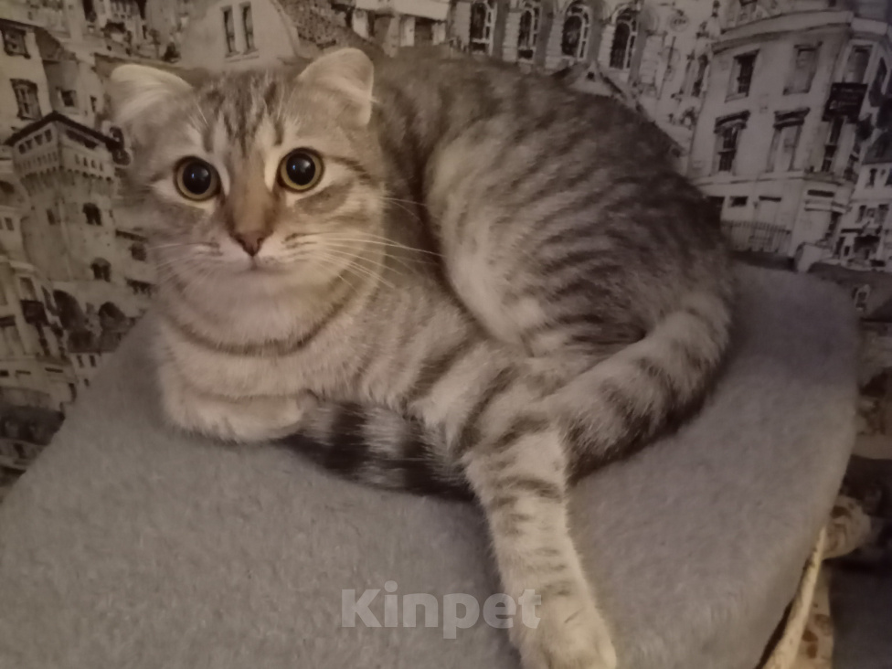 Кошки в Ростове-на-Дону: Шотландские прямоухие котята Девочка, 7 000 руб. - фото 4
