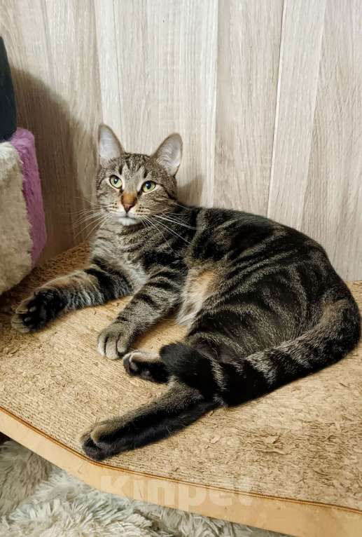 Кошки в Санкт-Петербурге: Суперский кот Баксик в добрые руки Мальчик, Бесплатно - фото 1