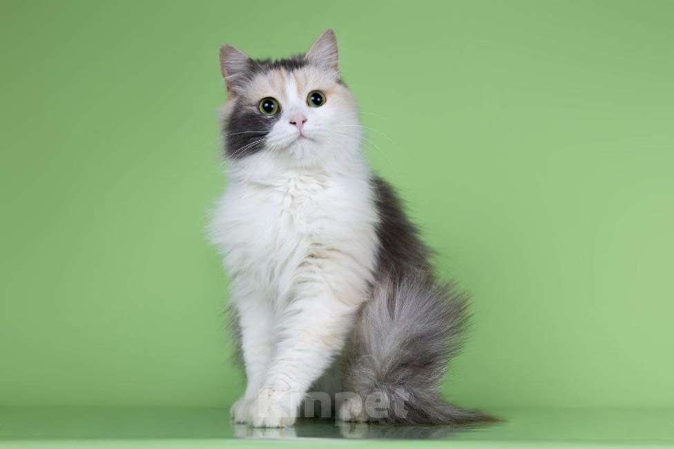 Кошки в Москве: Мадонна ищет семью Девочка, 50 руб. - фото 5