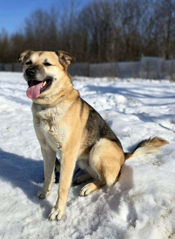 Собаки в Королеве: Велес. Приют Зоодом. Мальчик, Бесплатно - фото 10