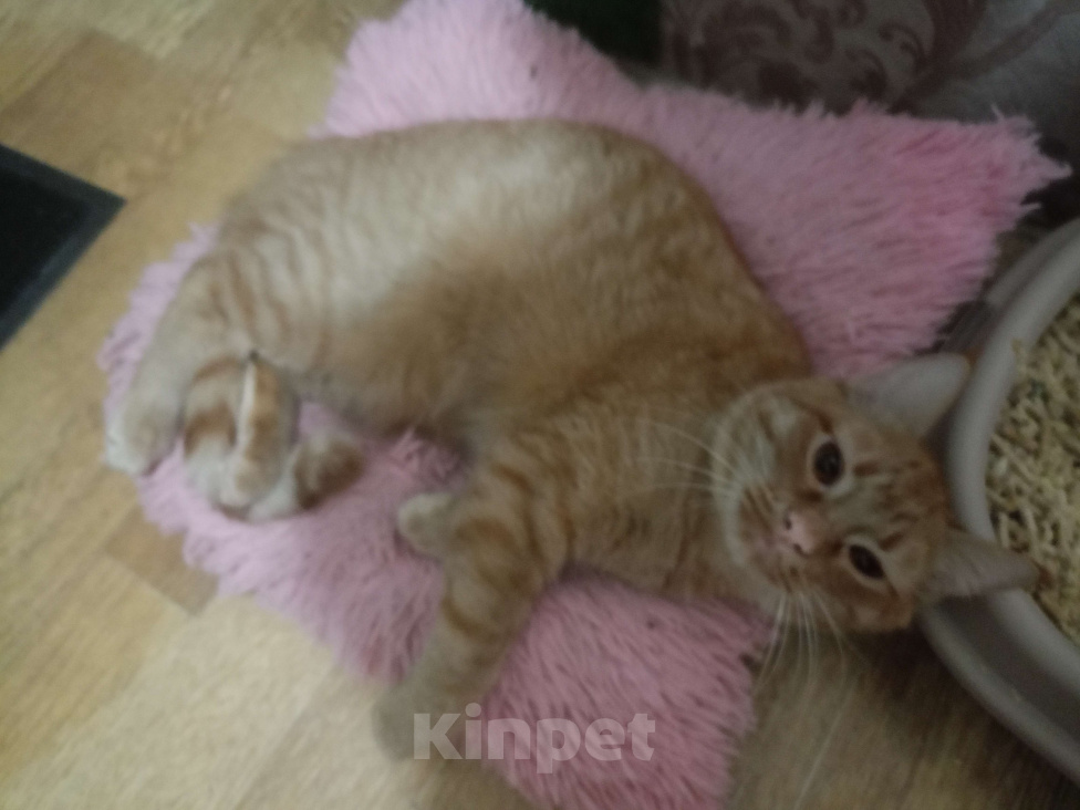Кошки в Таганроге: Наггетс Мальчик, Бесплатно - фото 3