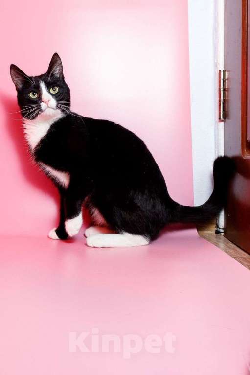 Кошки в Москве: Кот Шарик, очаровательный франт Мальчик, Бесплатно - фото 3