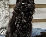 Кошки в Выборге: Черный котенок мейн-кун Мальчик, 25 000 руб. - фото 9