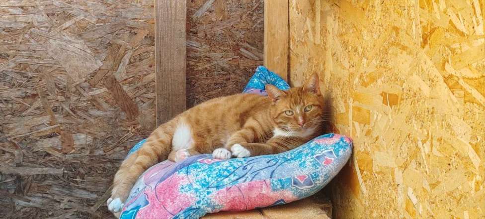 Кошки в Раменском: Отдаются бесплатно кошечка Плакса и кот Рыжик. Мальчик, Бесплатно - фото 6