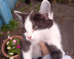 Кошки в Лиски: В добрые руки Мальчик, Бесплатно - фото 3