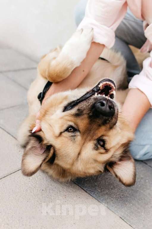 Собаки в Москве: Дынька ждёт своего человека. Мальчик, Бесплатно - фото 4
