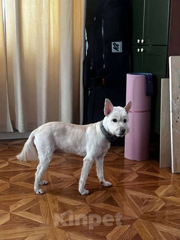 Собаки в Кисловодске: Отдам собаку в добрые руки Девочка, Бесплатно - фото 1