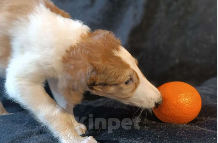 Собаки в Лобне: Светлолесье Радость моя Девочка, 70 000 руб. - фото 2