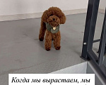 Собаки в Егорьевске: Щенки пуделя ред браун миниатюра Девочка, 60 000 руб. - фото 1