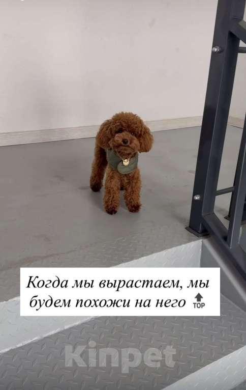 Собаки в Егорьевске: Щенки пуделя ред браун миниатюра Девочка, 60 000 руб. - фото 1