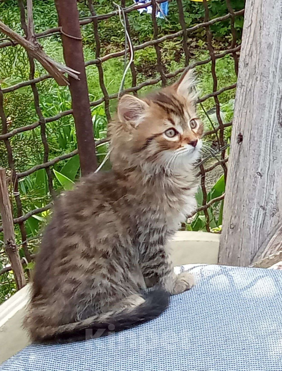 Кошки в Михайловске: 2 котёнка - котик Макс ♥️ и кошечка Веста 🩷 - ищут дом и любимых хозяев Мальчик, Бесплатно - фото 1