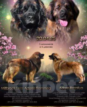 Собаки в Москве: Щенок леонбергера  4 месяца (дев) ищет лучших родителей Девочка, 110 000 руб. - фото 5