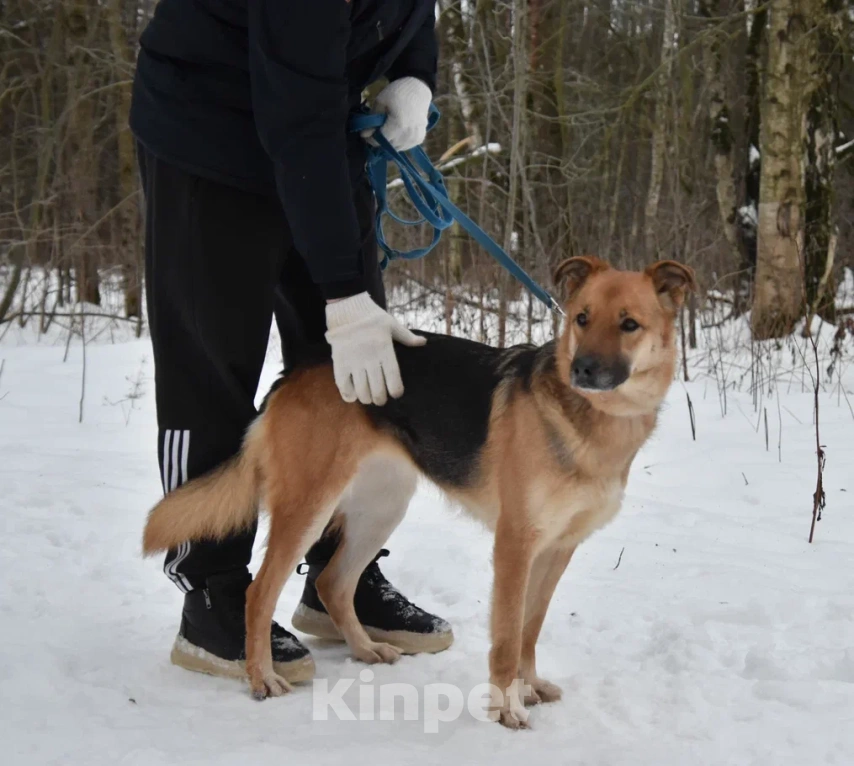 Собаки в Москве: Герда в поисках дома Девочка, Бесплатно - фото 6