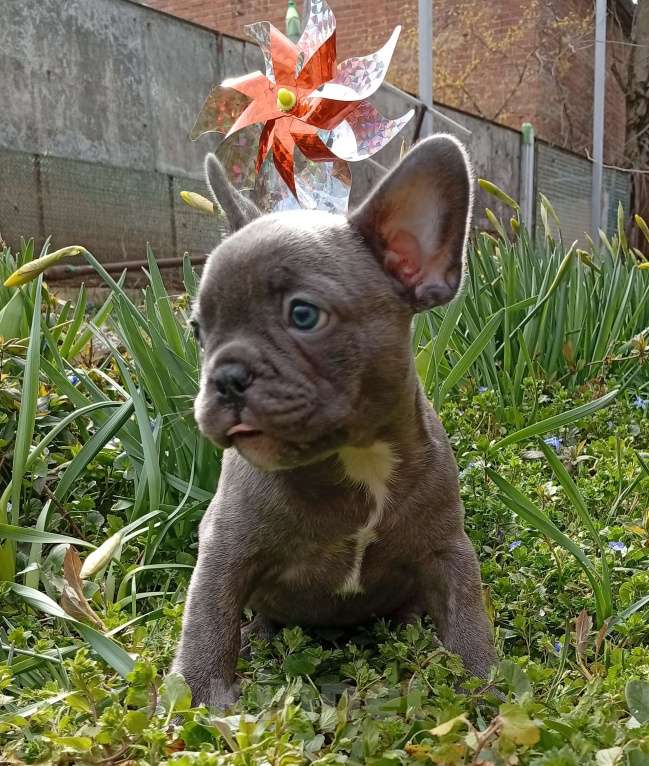 Собаки в Москве: Щенок Французский бульдог Продажа, бронь Разнополые, 55 000 руб. - фото 7