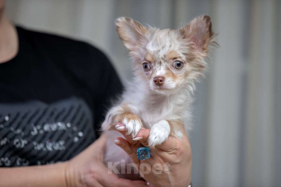 Собаки в Санкт-Петербурге: Щенок Чихуахуа Мальчик, 85 000 руб. - фото 2