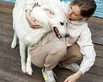 Собаки в Москве: Белый медведь Мишка, изумительный домашний пес в добрые руки Мальчик, 10 руб. - фото 6