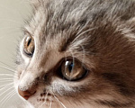 Кошки в Новокузнецке: Котята в добрые руки Девочка, Бесплатно - фото 1