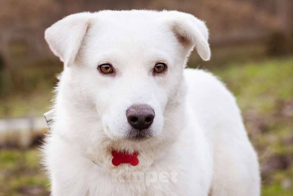 Собаки в Москве: Бельчик - ищет дом и семью Мальчик, Бесплатно - фото 9