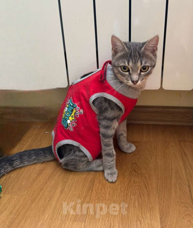 Кошки в Москве: Девочка-котенок Ромашка ищет дом Девочка, Бесплатно - фото 2