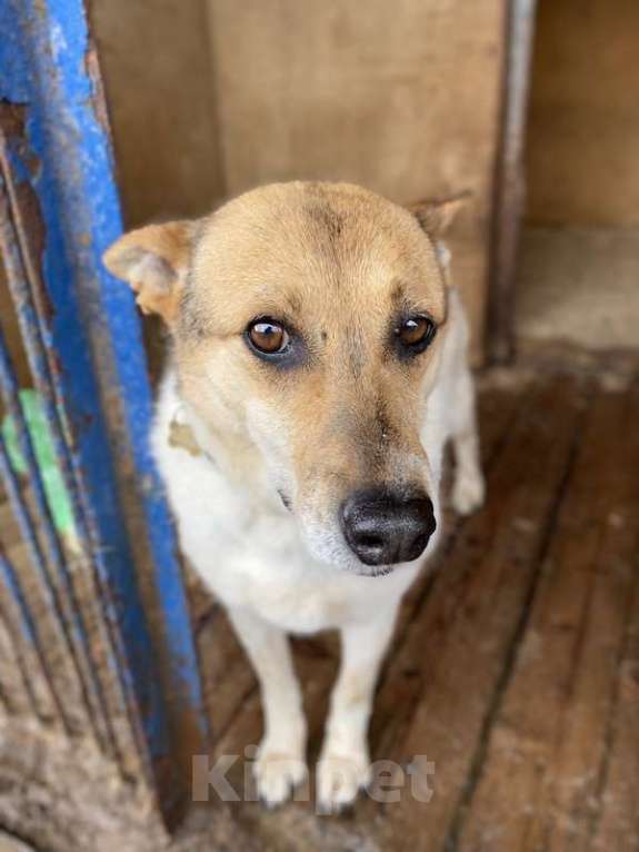 Собаки в Москве: Заберите меня из приюта! Я жду этого всю свою жизнь… ( Девочка, Бесплатно - фото 5