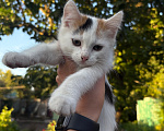 Кошки в Тамбове: Отдам котят в добрые руки Девочка, Бесплатно - фото 5