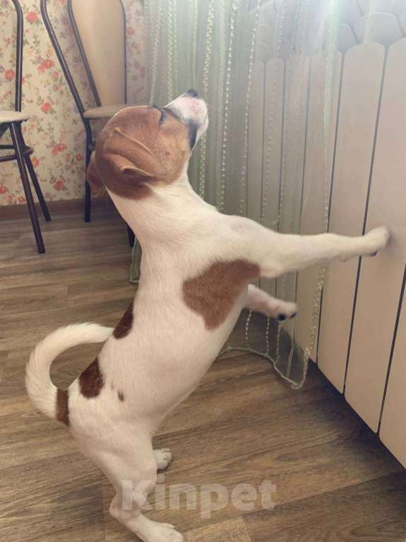 Собаки в Москве: Джек рассел терьер щенок девочка Девочка, 55 000 руб. - фото 5