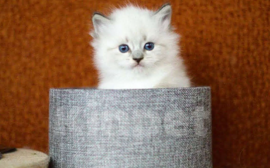 Кошки в Санкт-Петербурге: котенок невская маскарадная Девочка, 60 000 руб. - фото 4