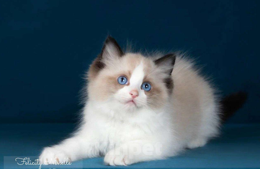 Кошки в Москве: котенок рэгдолл Мальчик, 120 000 руб. - фото 5